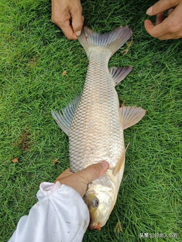 歷經一番驚險刺激的操作，小鉤成功博大魚一條……