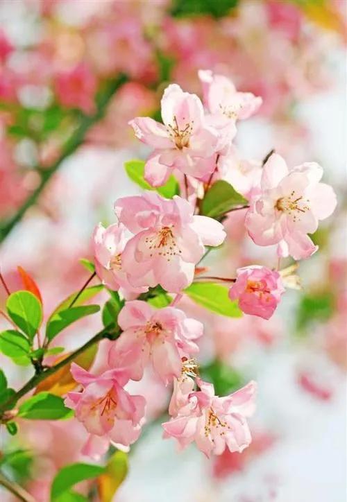 花中神仙 海棠花 花中神仙 海棠花