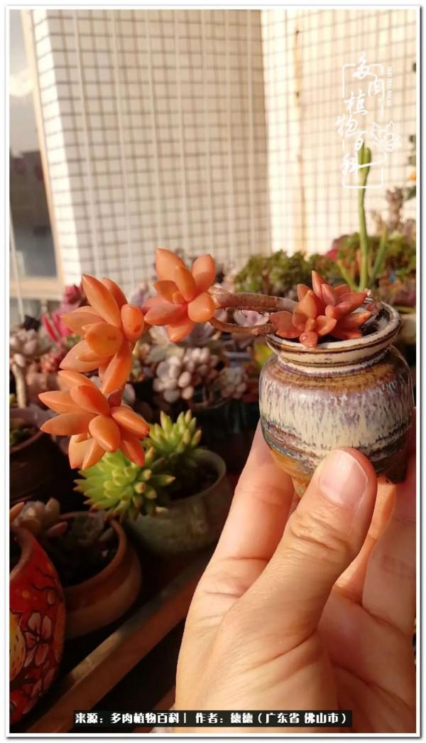 廣東的多肉陽臺:生命不息,折騰不止 廣東的多肉陽臺:生命不息,折騰不止
