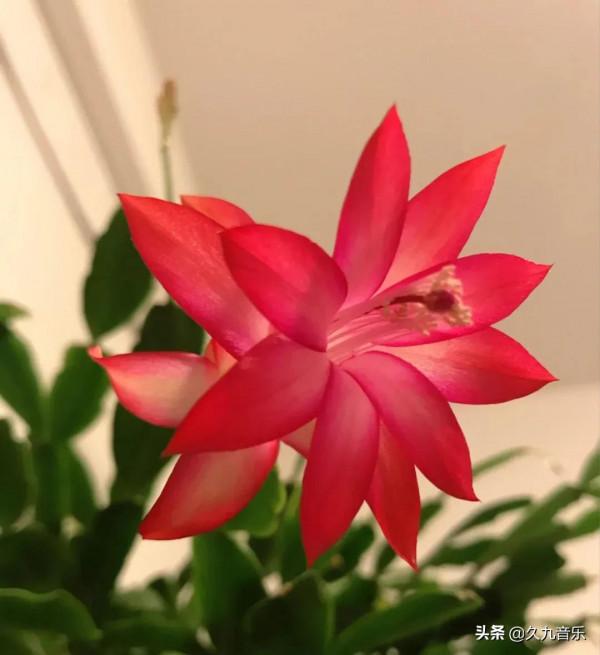 分享——美麗動人的蟹爪蘭