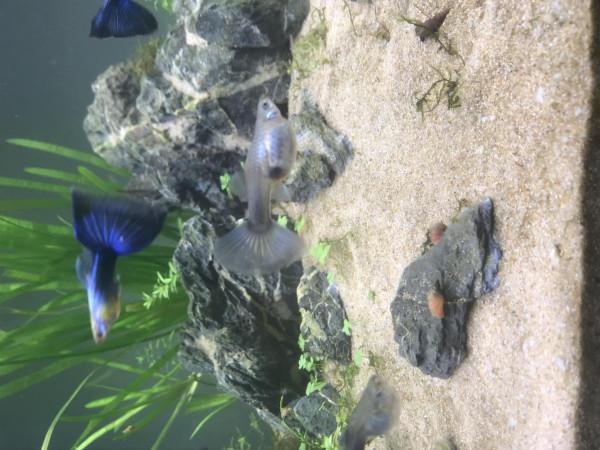 「養魚」古法生態缸的實操分享 「養魚」古法生態缸的實操分享