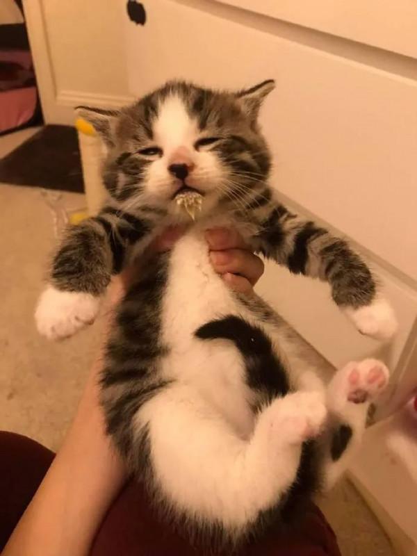 貓抓了只老鼠,結果往浴室一放,就倒頭睡覺,把主人看懵了 貓抓了只老鼠,結果往浴室一放,就倒頭睡覺,把主人看懵了