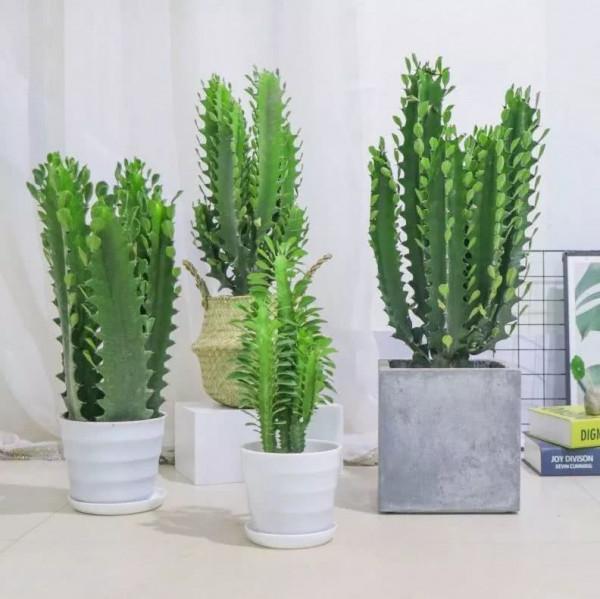 “懶人”就養這10種花,一個月不澆水也死不了,盆土越幹越易開花 “懶人”就養這10種花,一個月不澆水也死不了,盆土越幹越易開花