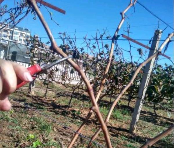 院子裡不能種葡萄樹？家人出事就賴葡萄樹？是科學還是迷信？