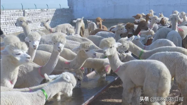 錫盟一地引進1000餘隻羊駝