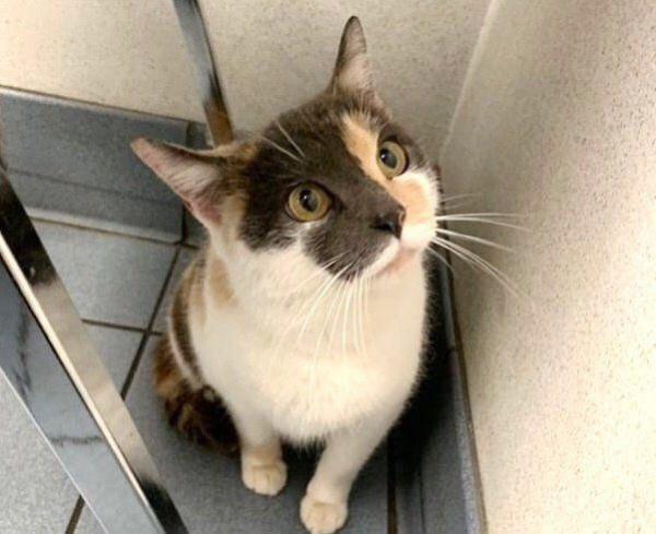 懷孕貓媽媽敲門喊“救命”，女孩問它幹嘛淘氣，貓：我快要生了