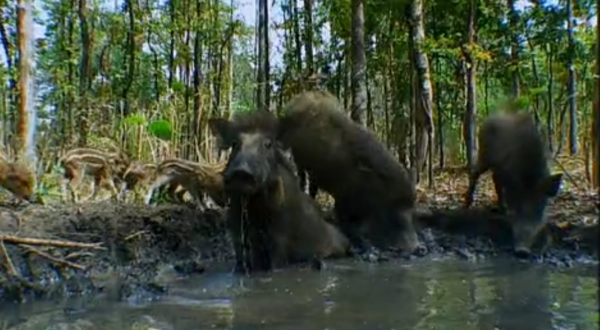 深入虎穴探尋四子之家，拍攝老虎的神秘生活，虎媽和虎崽們的故事
