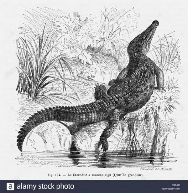 鱷魚好圖大雜燴 鱷魚好圖大雜燴