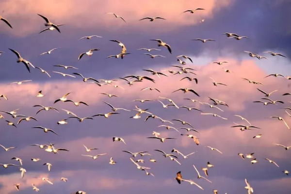 冬日精靈出沒山東！又是一年候鳥季，畫面美翻了！