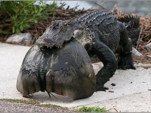 動物界難得一見的奇葩景象,太驚豔了,無比驚歎,讓人過目不忘 動物界難得一見的奇葩景象,太驚豔了,無比驚歎,讓人過目不忘