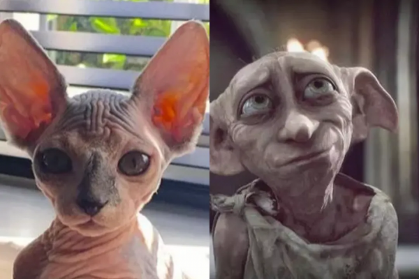 別的貓胖起來算可愛,無毛貓胖起來的畫風...噗哈哈哈哈 別的貓胖起來算可愛,無毛貓胖起來的畫風...噗哈哈哈哈