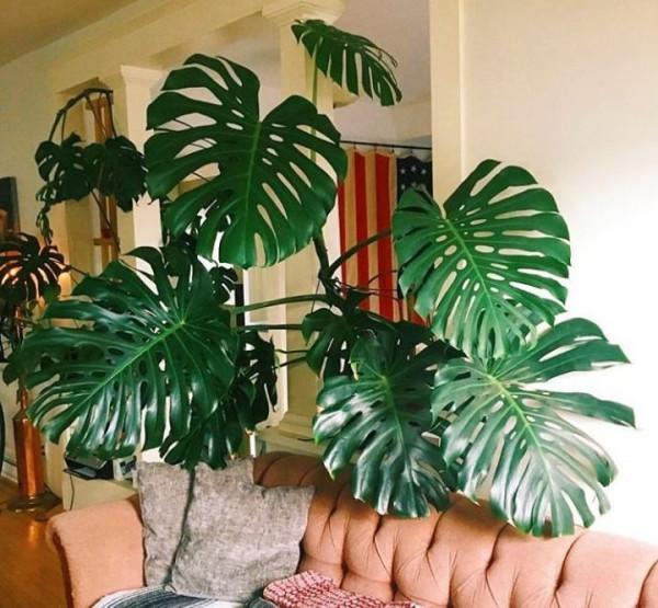 16種喜&OpenCurlyDoubleQuote;陰&rdquo;花，適合養在&OpenCurlyDoubleQuote;光照少&rdquo;的地方，光太強反而長不好