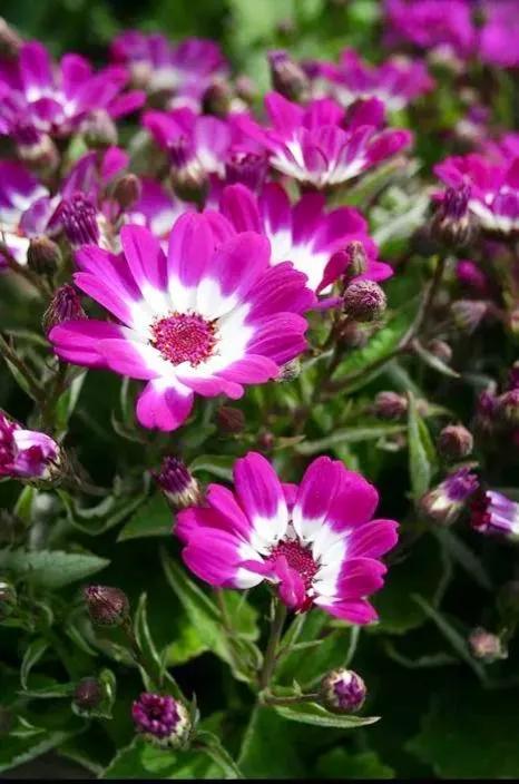 多姿多彩瓜葉菊