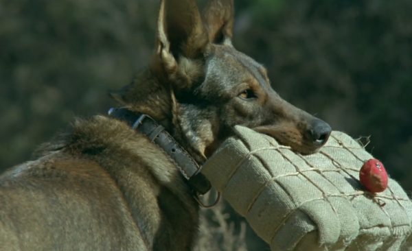 “當家主母殺貓事件”登上熱搜:倘若藝術沾了鮮血,觀眾寧願不看 “當家主母殺貓事件”登上熱搜:倘若藝術沾了鮮血,觀眾寧願不看