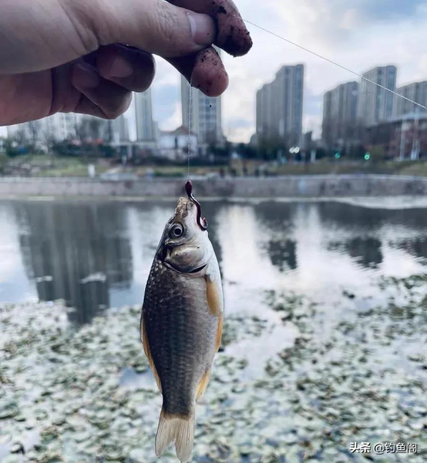 誰說傳統釣不能用立漂？這樣的線組既靈敏又方便觀察漂相