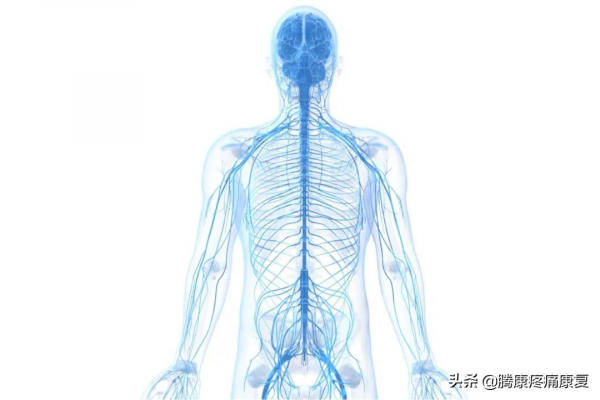 身體是透過什麼維持姿勢和平衡的? 身體是透過什麼維持姿勢和平衡的?