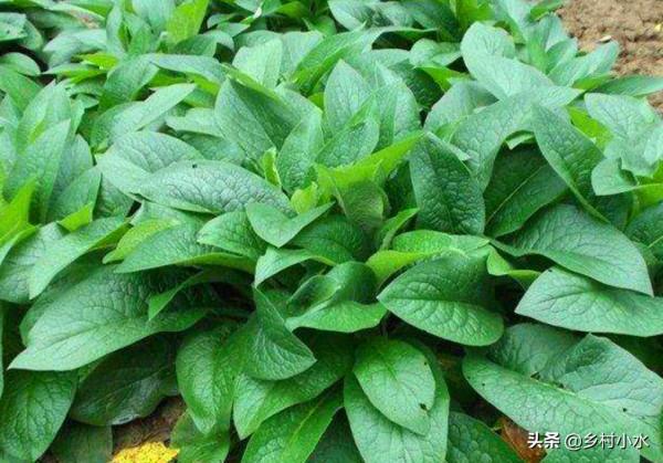 畝產30噸，聚合草被譽為“飼草之王”，如何高產栽培？