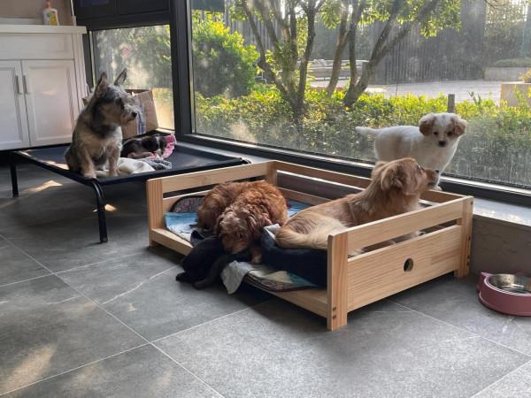 家有小狗初長成