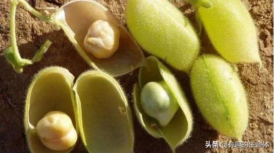 這14種豆類糧食你見過幾種，吃過幾種呢？很多人分不清是什麼豆子