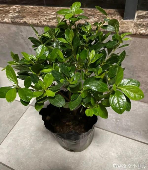 黃葉、落葉、爛根…夏天的杜鵑,太難養了 黃葉、落葉、爛根…夏天的杜鵑,太難養了