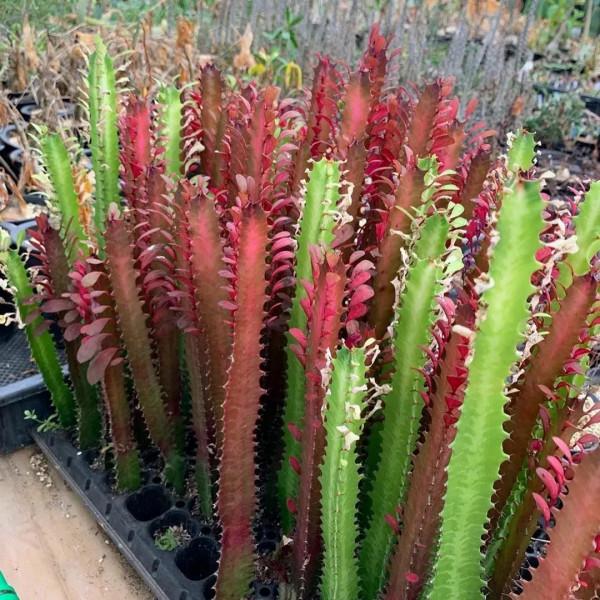 特別受歡迎的9種室內大型綠植,要根據自己的環境選擇品種 特別受歡迎的9種室內大型綠植,要根據自己的環境選擇品種