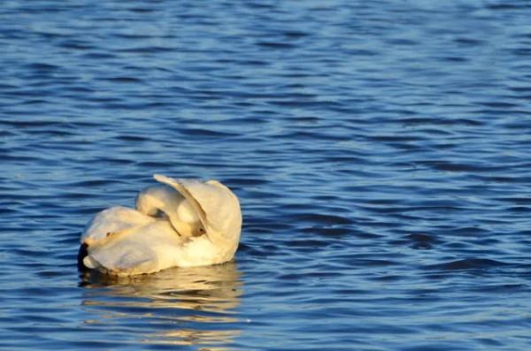 水鏡波光鴻影飛——阿旗沙壩天鵝掠影 水鏡波光鴻影飛——阿旗沙壩天鵝掠影