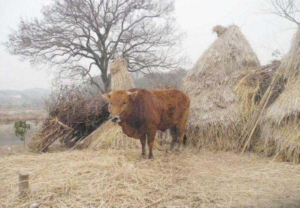 農夫報案:耕牛的舌頭被人割了,包拯:把牛宰了小偷會來自首 農夫報案:耕牛的舌頭被人割了,包拯:把牛宰了小偷會來自首
