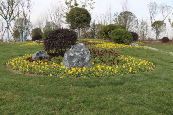 今年打卡新去處：生態科技新城邀您和櫻花來一場邂逅