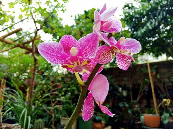 #陽臺小花園#又添新品種