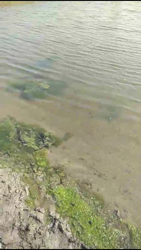 冬天蟹塘有青苔怎麼辦？蟹塘青苔怎麼安全處理？