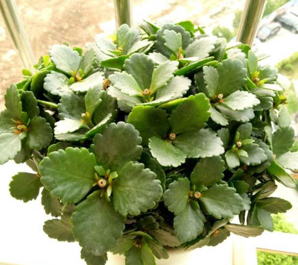 秋天快扦插，10種花不用買，掰個枝子插土裡，嗖嗖生根，成活率高