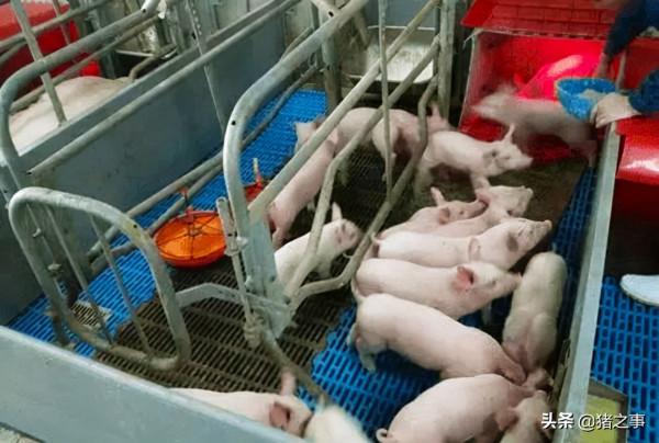 小豬誘食、補料是難題，學會這10招，輕鬆解決小豬吃料難的問題
