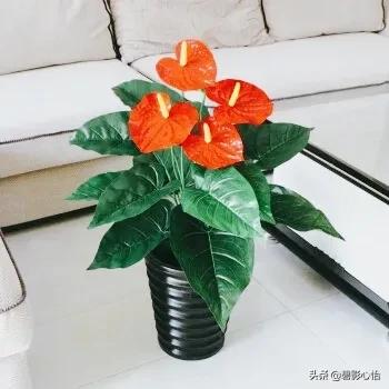 紅掌要想葉綠花紅,營養供給是關鍵,還需加點小偏方 紅掌要想葉綠花紅,營養供給是關鍵,還需加點小偏方