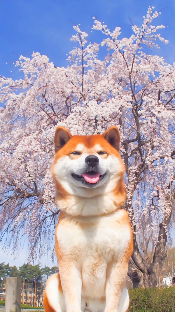 最新規定來了!這幾種狗被禁養,你最想拯救哪種? 最新規定來了!這幾種狗被禁養,你最想拯救哪種?