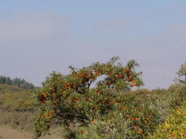 山丹:“沙棘果果”醉深秋 山丹:“沙棘果果”醉深秋