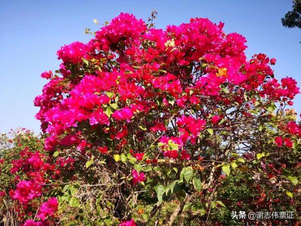 海南風光美（030）來海南一個月網友的點評