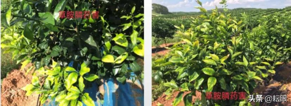 黃龍病、黃化樹不用怕了，許立明“黃化綜合症”鑑別及治理方案