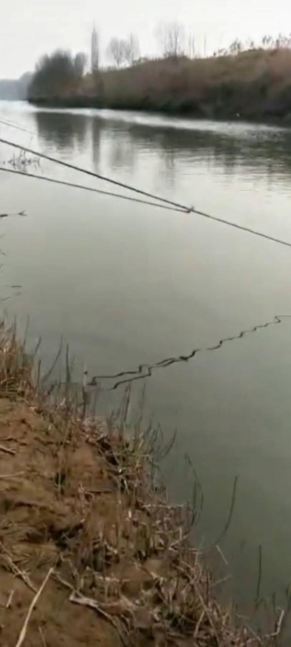 鯽魚為何起浮離底，這些因素不能小覷