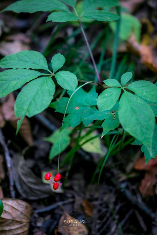 一根野山參800元？綁紅繩、供奉山神，長白山挖參人的千古規矩