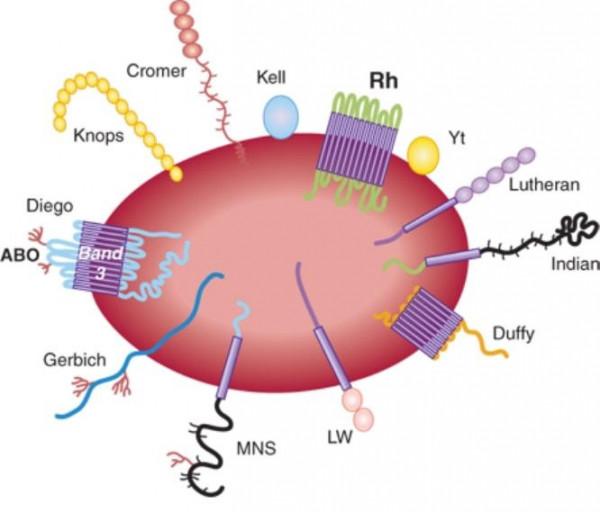 X醫生談血液 | 紅細胞真的是細胞嗎 X醫生談血液 | 紅細胞真的是細胞嗎
