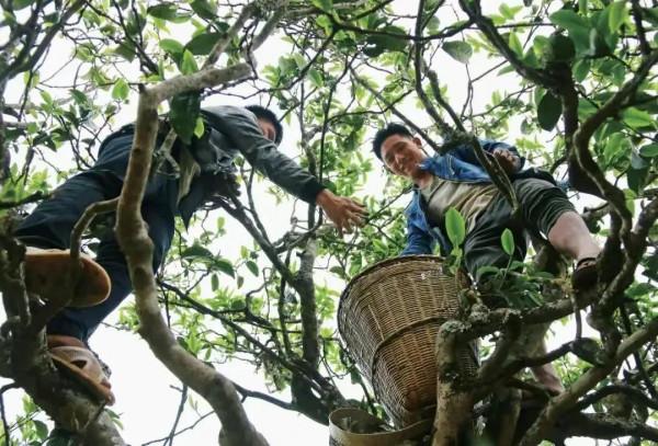雲南這4種著名的茶葉，全部喝過一定是骨灰級茶友