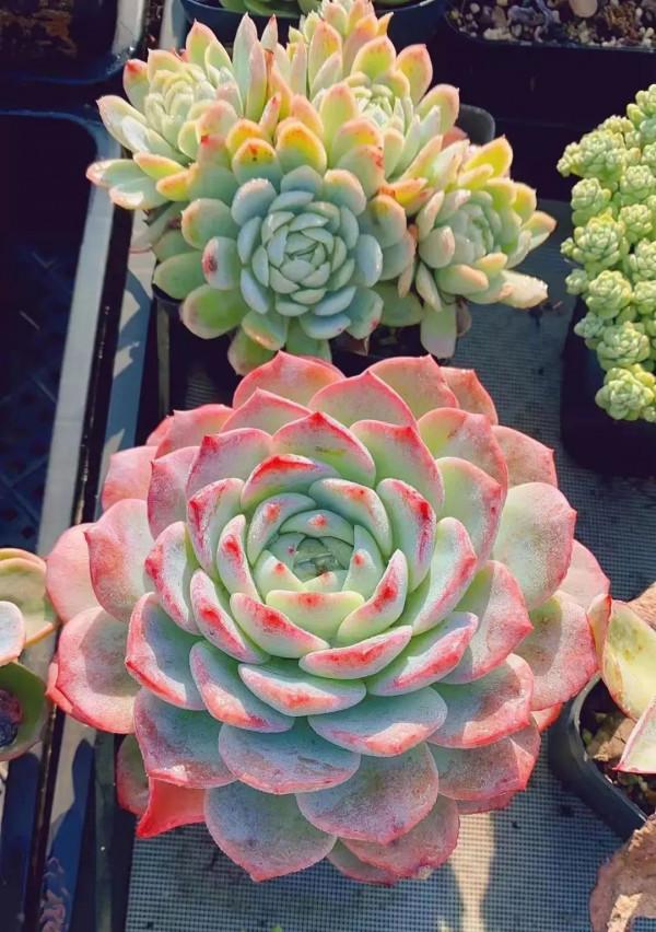 感謝遇見——在彼此的生命裡丰姿綻放