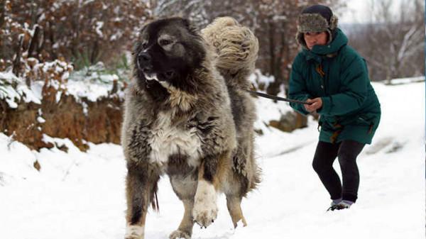 不適合家養的狗&mdash;&mdash;認出三種算你厲害