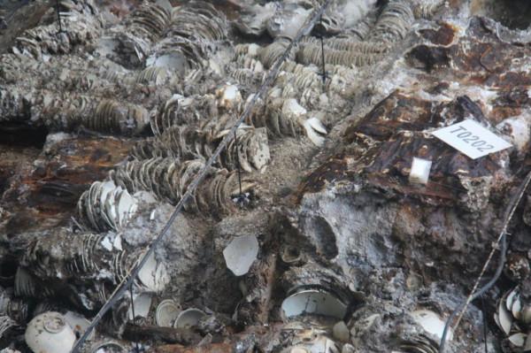 2007年，中國南海神秘沉船時隔800年終於上岸，船身不腐價值連城