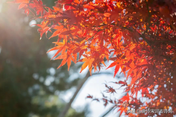 宋詞裡的秋天,惹人醉也惹人淚 宋詞裡的秋天,惹人醉也惹人淚