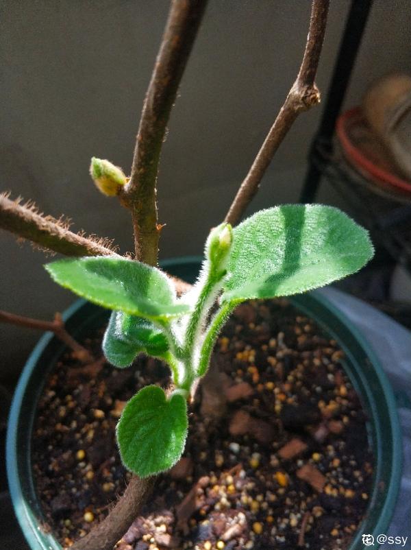 獼猴桃也能自己種？學好養殖，還你滿盆獼猴桃