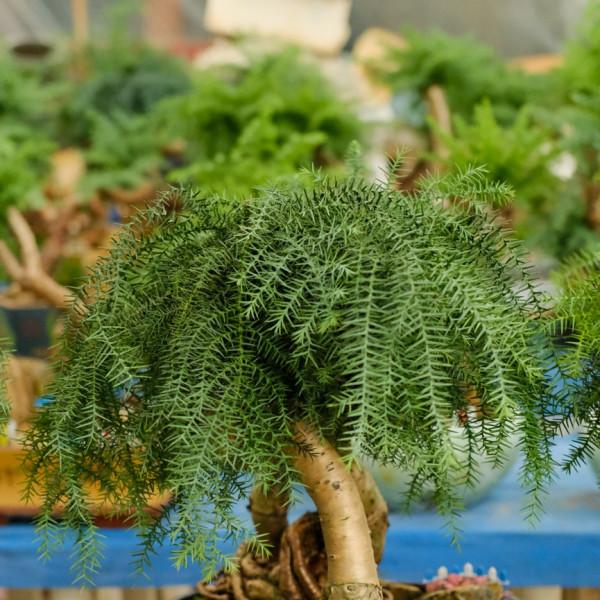 澳杉該怎麼養護 澳杉該怎麼養護