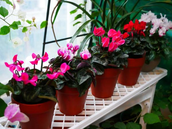 5種&OpenCurlyDoubleQuote;貴氣花&rdquo;，正月大降價，花市逛一圈，撿漏一大堆