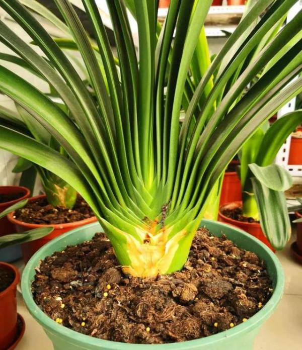 君子蘭長勢差，盆裡倒上&OpenCurlyDoubleQuote;三廢渣&rdquo;，根系有勁，次月湧現&OpenCurlyDoubleQuote;群花&rdquo;