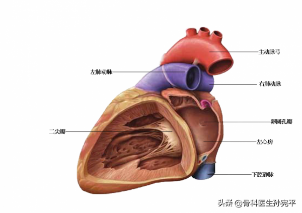 解剖圖譜｜堪稱經典的心臟解剖圖譜，力薦收藏